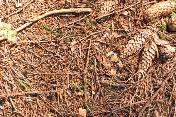 Pine Needles Removal in North Myrtle Beach
