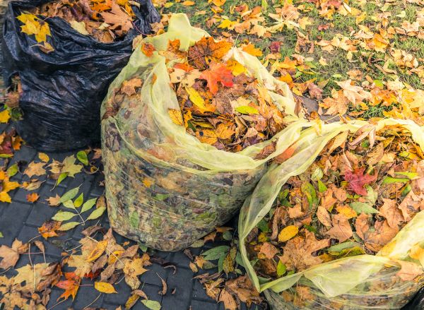 Yard Cleanup Service in North Myrtle Beach