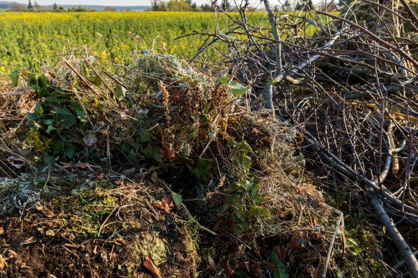 Brush Disposal in North Myrtle Beach