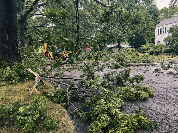 Tree Branch Disposal in North Myrtle Beach