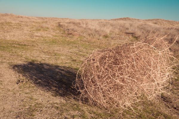 Tumbleweed Removal in North Myrtle Beach