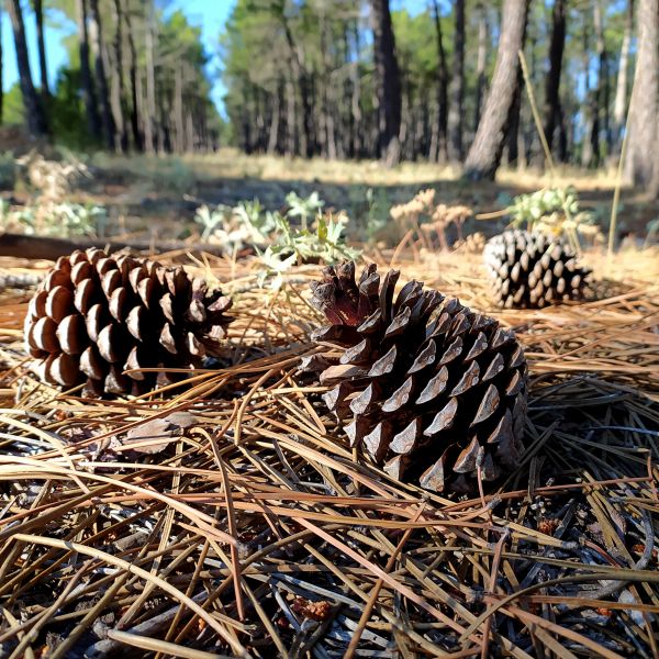 Pine Cone Removal in North Myrtle Beach