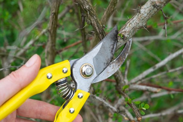 Limbs Removal in North Myrtle Beach