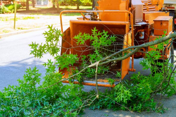 Tree Branches Removal in North Myrtle Beach
