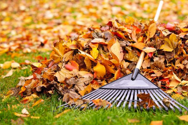 Yard Leaf Removal in North Myrtle Beach