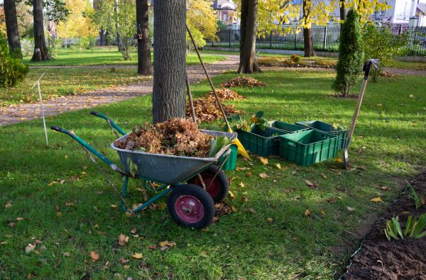 Leaf Clearing Service in North Myrtle Beach