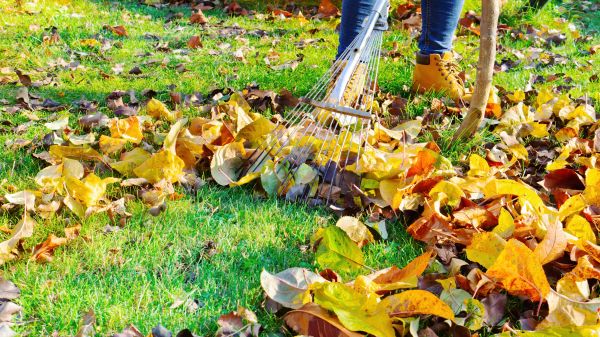 Lawn Cleanup Service in North Myrtle Beach