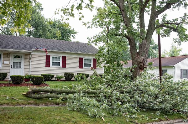 Fallen Branch Removal in North Myrtle Beach