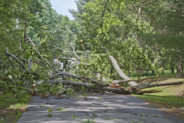 Tree Debris Removal in North Myrtle Beach